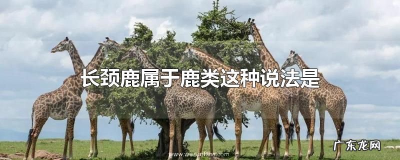 长颈鹿属于鹿类这种说法是