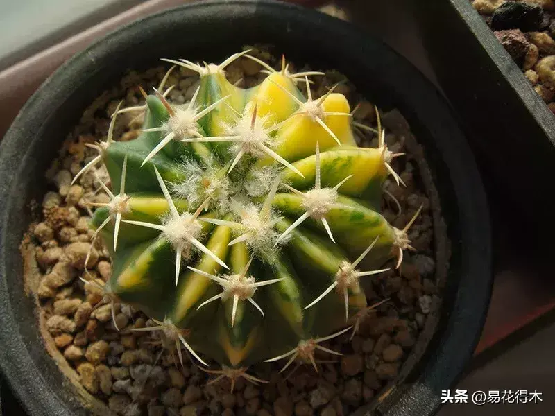 旧路由器坏了换新的怎么设置 风水球坏了旧了能换新的吗?