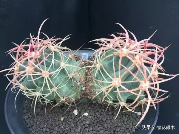 旧路由器坏了换新的怎么设置 风水球坏了旧了能换新的吗?