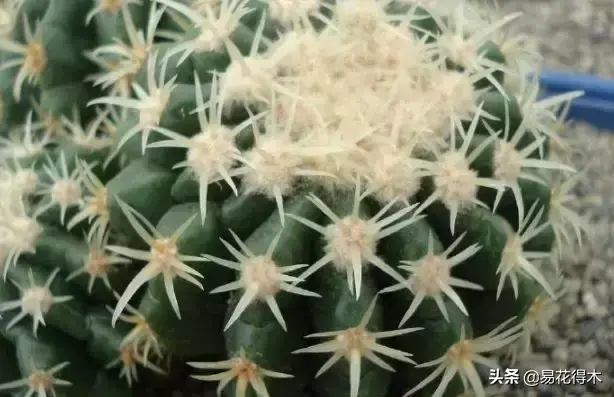 旧路由器坏了换新的怎么设置 风水球坏了旧了能换新的吗?