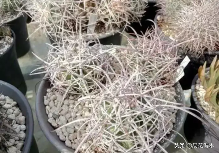 旧路由器坏了换新的怎么设置 风水球坏了旧了能换新的吗?