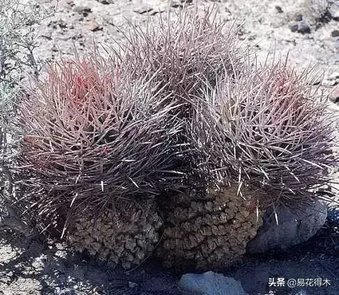 旧路由器坏了换新的怎么设置 风水球坏了旧了能换新的吗?