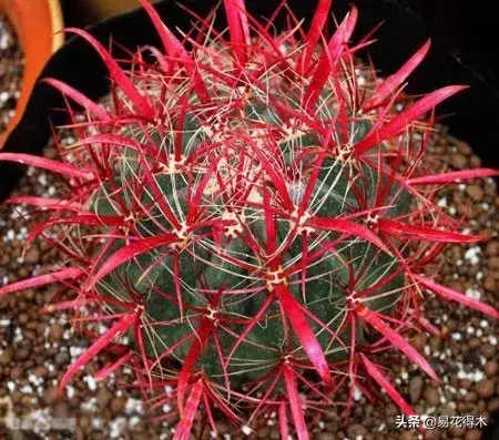 旧路由器坏了换新的怎么设置 风水球坏了旧了能换新的吗?