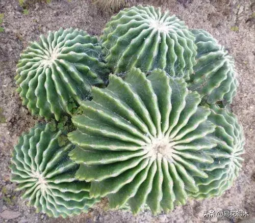 旧路由器坏了换新的怎么设置 风水球坏了旧了能换新的吗?