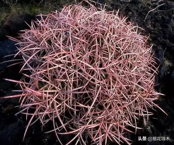 旧路由器坏了换新的怎么设置 风水球坏了旧了能换新的吗?