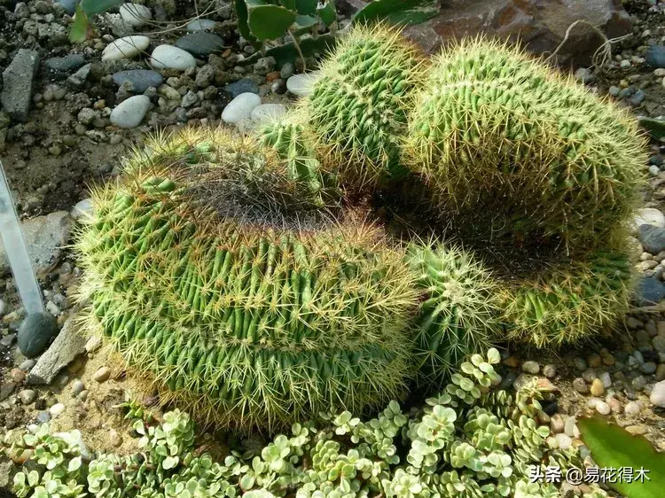 旧路由器坏了换新的怎么设置 风水球坏了旧了能换新的吗?