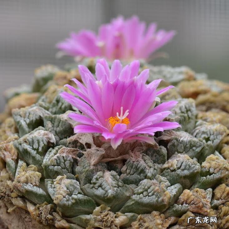 旧路由器坏了换新的怎么设置 风水球坏了旧了能换新的吗?