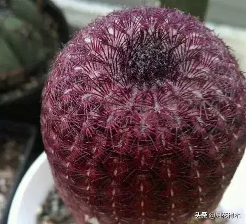 旧路由器坏了换新的怎么设置 风水球坏了旧了能换新的吗?