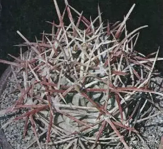 旧路由器坏了换新的怎么设置 风水球坏了旧了能换新的吗?