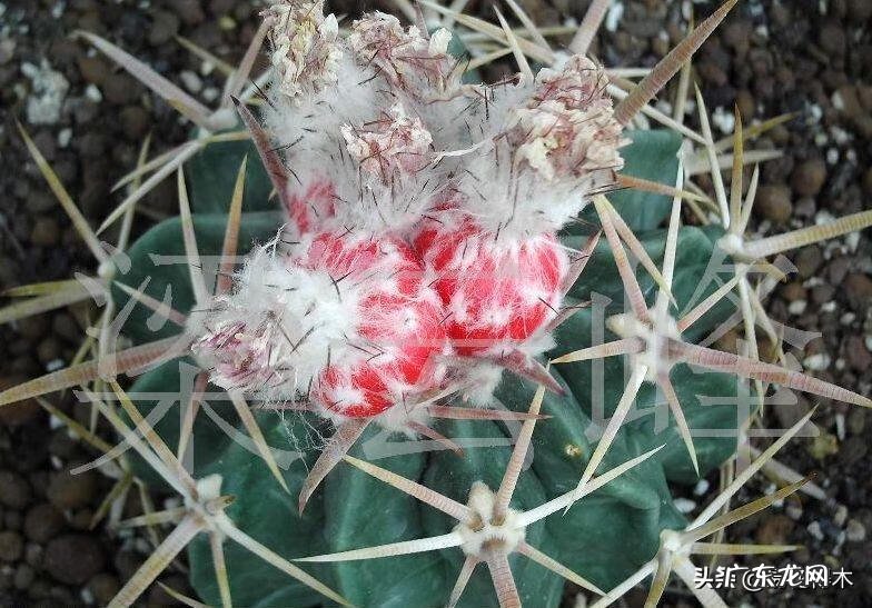 旧路由器坏了换新的怎么设置 风水球坏了旧了能换新的吗?