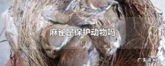 麻雀是保护动物吗