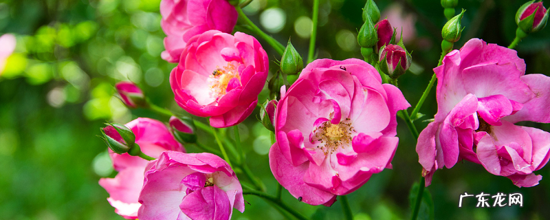 蔷薇的分布地，种植方法及注意事项有哪些
