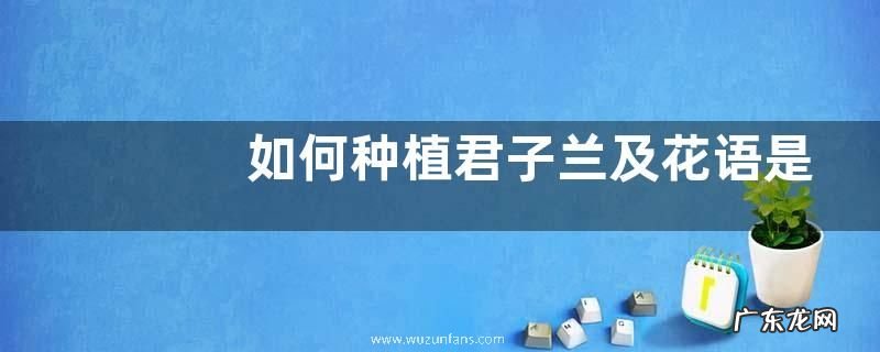 如何种植君子兰及花语是什么