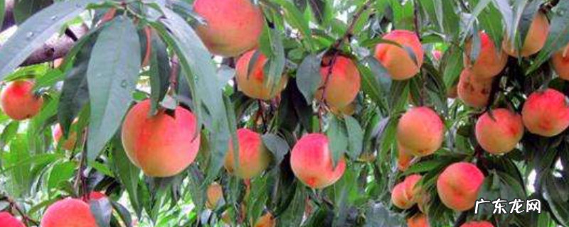 桃树该怎么种植,适合种植桃树的有哪些地区