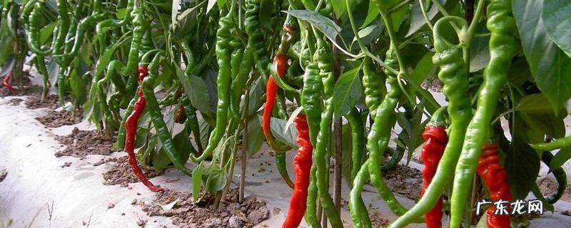 夏秋季有机辣椒的栽培技术,怎样进行田间管理