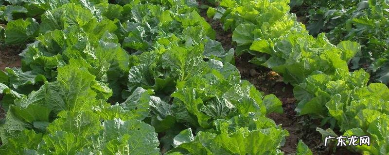 大白菜的早春有机栽培技术重点,怎样进行田间管理