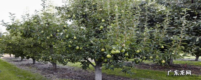 梨树的病害症状有哪些，防治方法有哪些