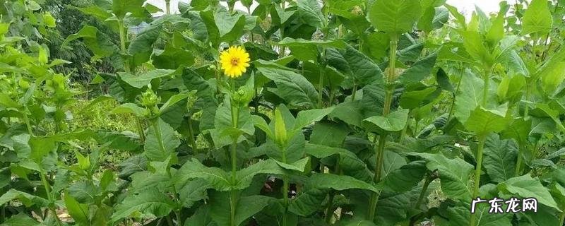 怎样种植串叶松香草,附其利用价值