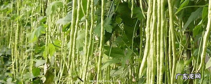 有机豇豆夏秋季高产种植技术,选用什么品种好