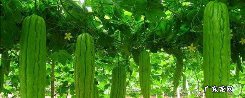 该怎么露地栽培有机苦瓜,附技术要点