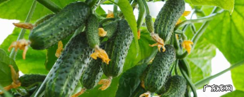 夏秋季怎么露地栽培有机黄瓜，掌握以下几个方法