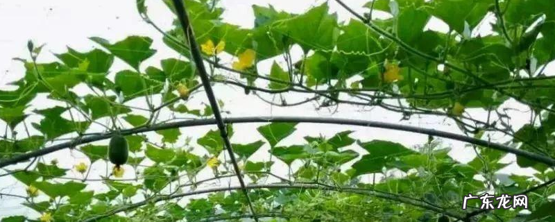 有机冬瓜小拱棚春季高产种植技术,品种怎样选择