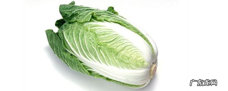 有机大白菜在早秋时期的种植方法