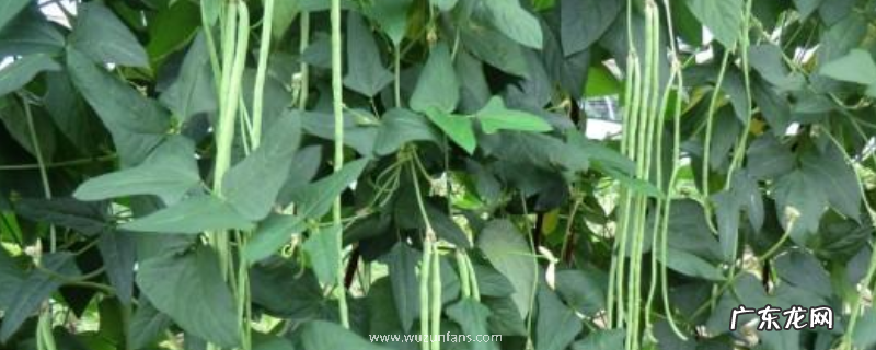 该怎么栽培豇豆才能获得高产,有什么技巧