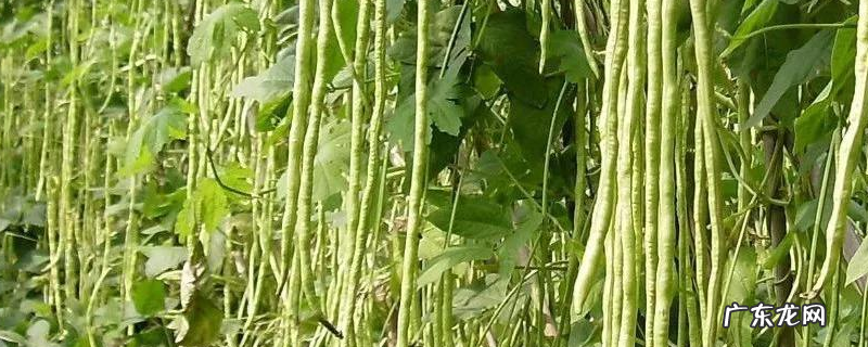 大棚有机豇豆冬春季高产种植技术，品种选择是怎样的