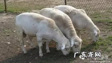 农村茅坑粪满了怎么办 农村风水池塘全是大粪水怎么办