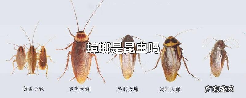 蟑螂是昆虫吗