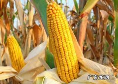 2022年干玉米 2022年干玉米价格预测