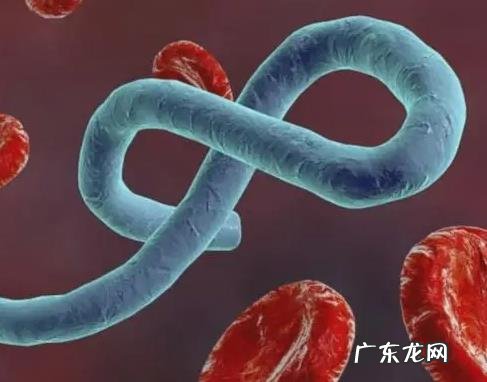 埃博拉病毒为何 埃博拉病毒为什么叫丧尸病毒