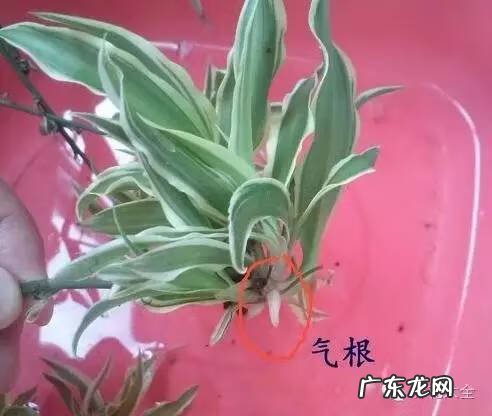 窗台上放盆水有讲究吗 窗台上放水盒风水好吗