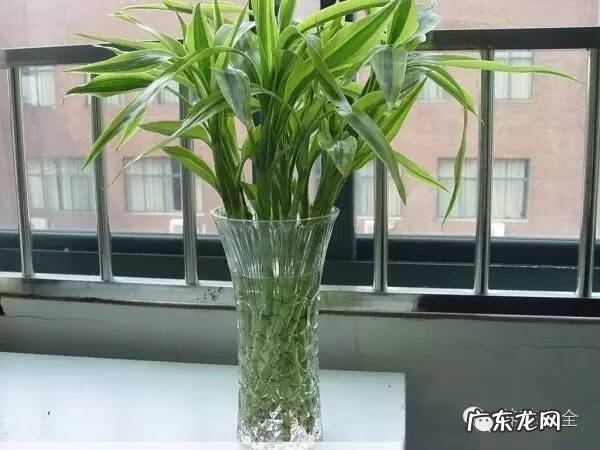 窗台上放盆水有讲究吗 窗台上放水盒风水好吗