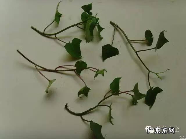 窗台上放盆水有讲究吗 窗台上放水盒风水好吗
