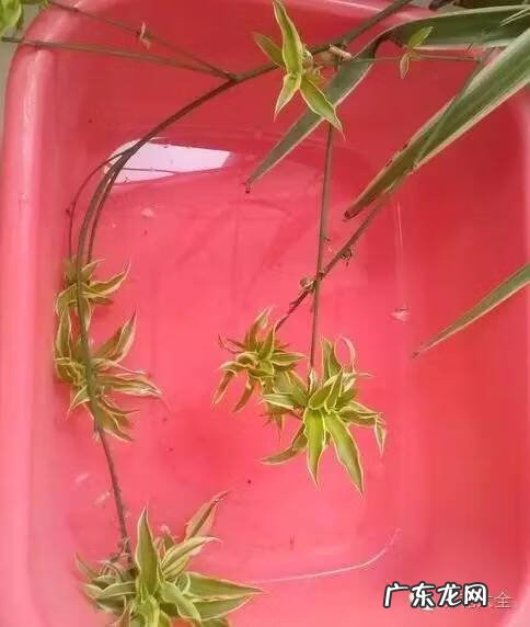 窗台上放盆水有讲究吗 窗台上放水盒风水好吗