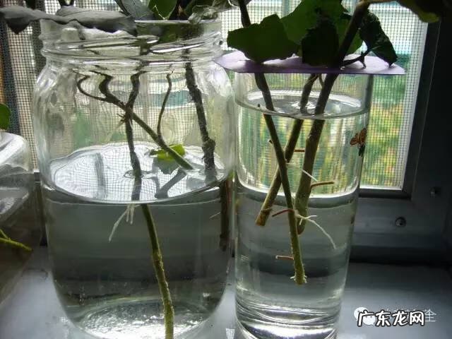 窗台上放盆水有讲究吗 窗台上放水盒风水好吗