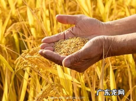 2022年4月稻 2022年4月稻谷最新行情走势分析
