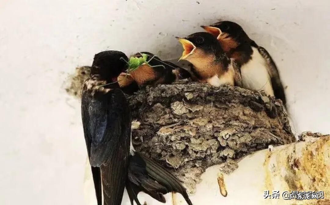燕子地是什么风水 有风水的地方住燕子好吗