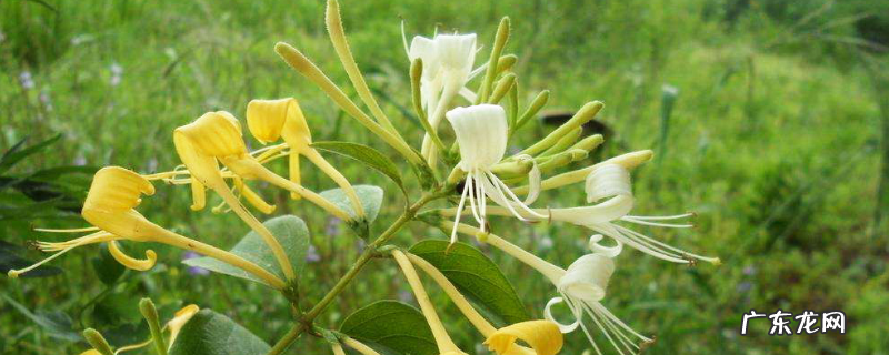 金银花怎么施肥才能高产,具体的方法时间和效果如何