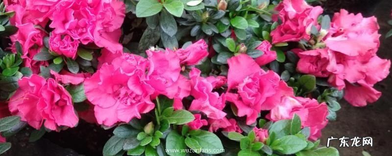 西洋鹃的的养殖方法和注意事项，注意不要施浓肥