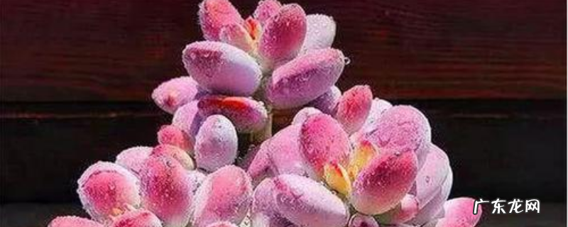 乒乓福娘的养殖方法,最适宜生长的温度是多少