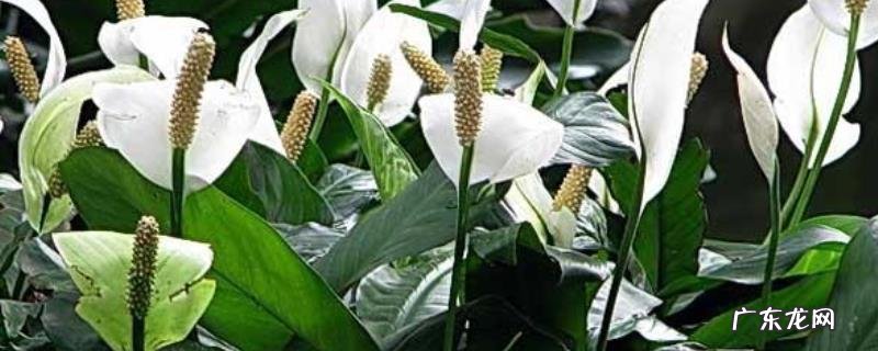 白鹤芋的养殖方法和注意事项,附白鹤芋的繁殖技术