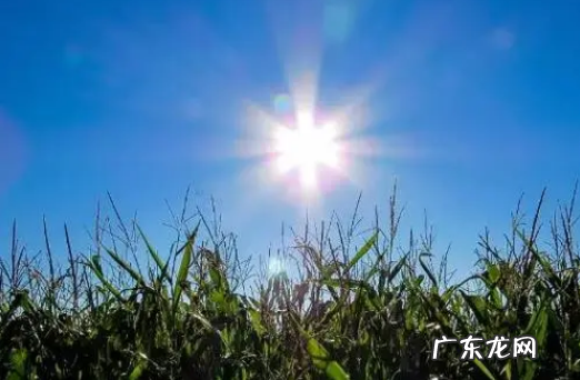 2022年几个中伏天