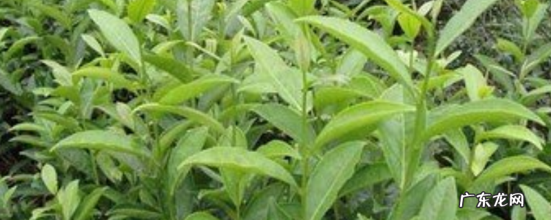 无公害茶叶种植技术,主要有以下五个方面