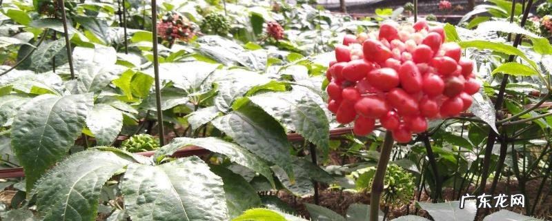 三七种子怎么种?附种子处理方法