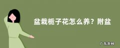 盆栽栀子花怎么养？附盆栽栀子花的注意事项