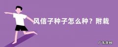 风信子种子怎么种？附栽培技术