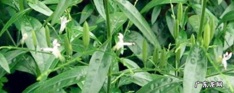 穿心莲种植技术，穿心莲的病虫害防治